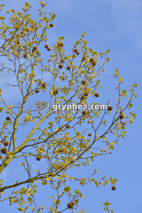 Platane (Platanus x acerifolia) - fleurs mâles et femelles - gryphea.org